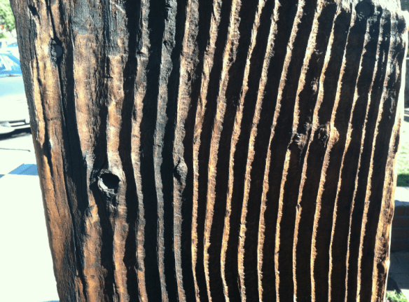 weathered wood showing sunken early growth rings