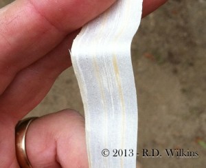 hand plane shaving about the thickness of drafting vellum